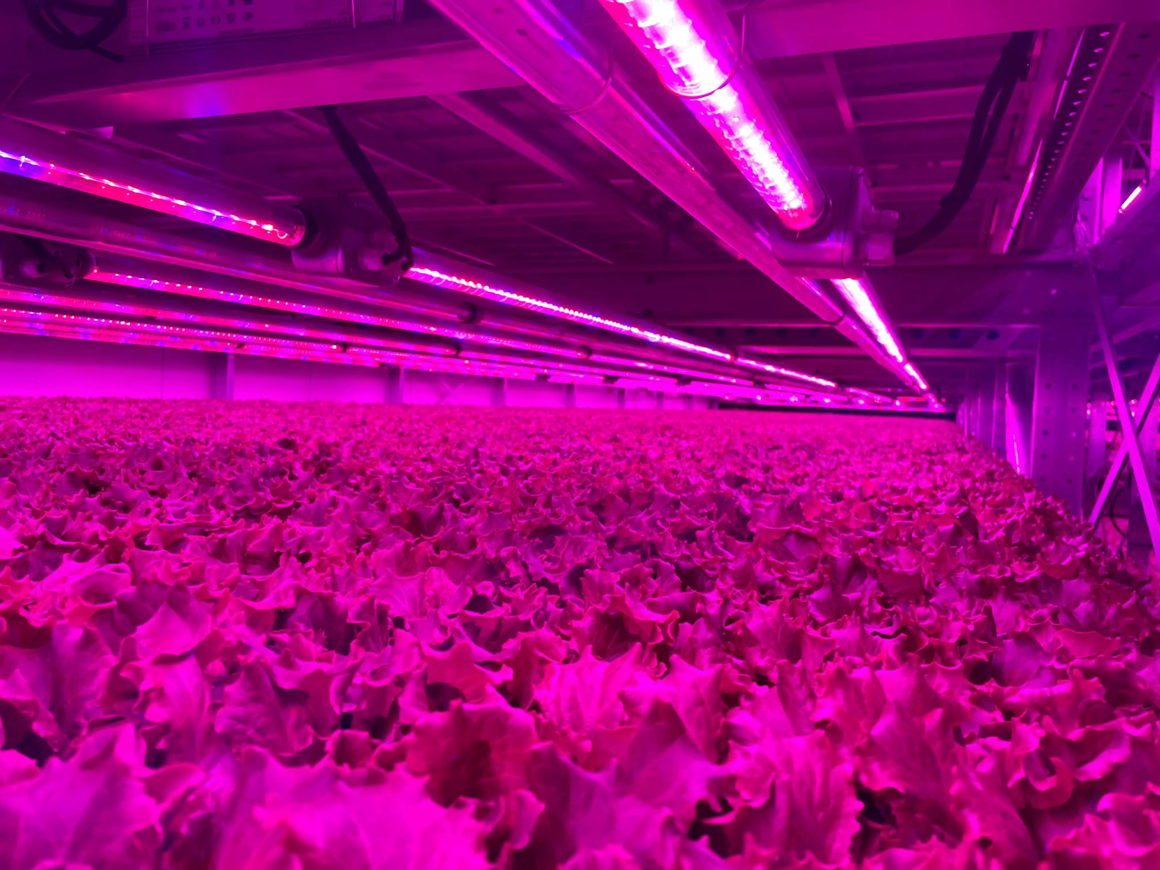 Foto van een vertical farm